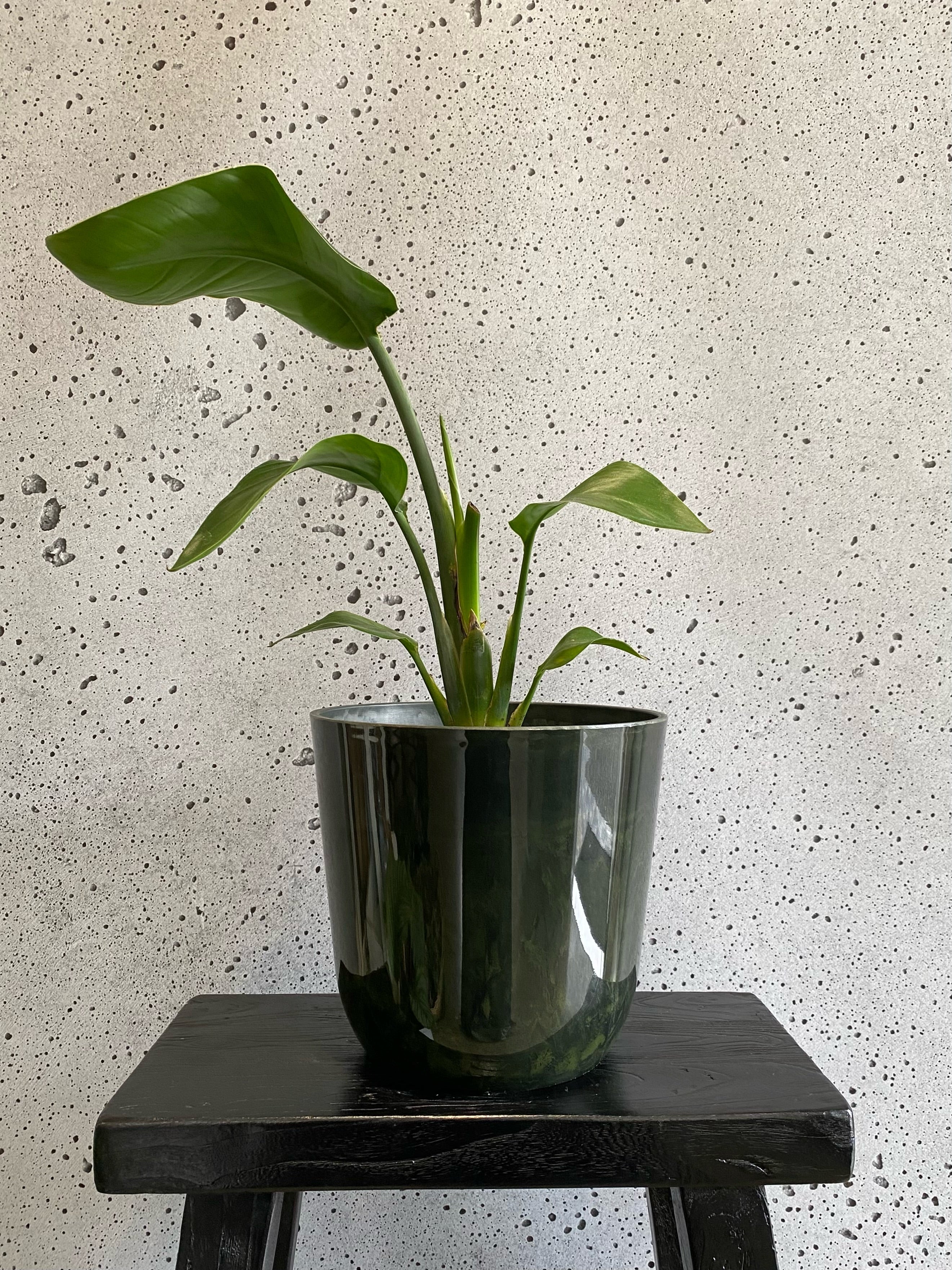 Bird of Paradise Set (Small)