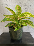 Chinese Evergreen Palemo Set (Small)
