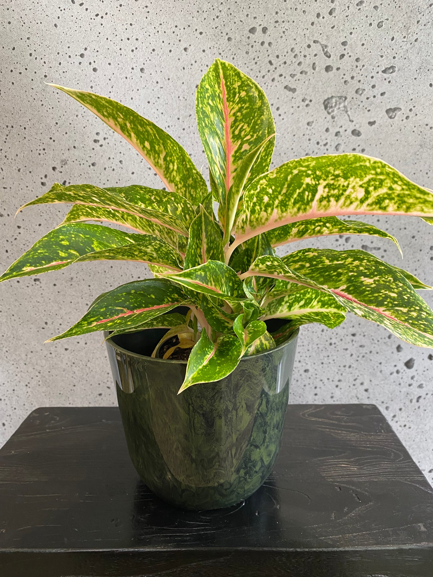 Aglaonema Night Sparkle