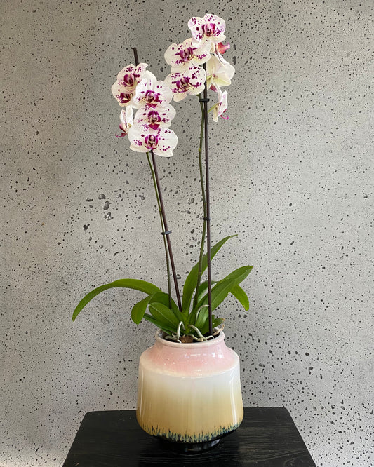 Retro Orchid Set