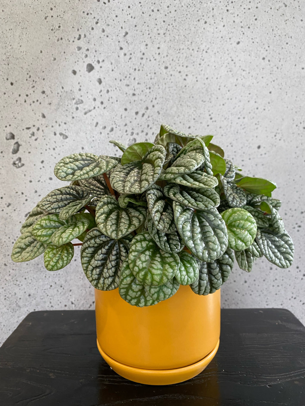Radiator Plant Set