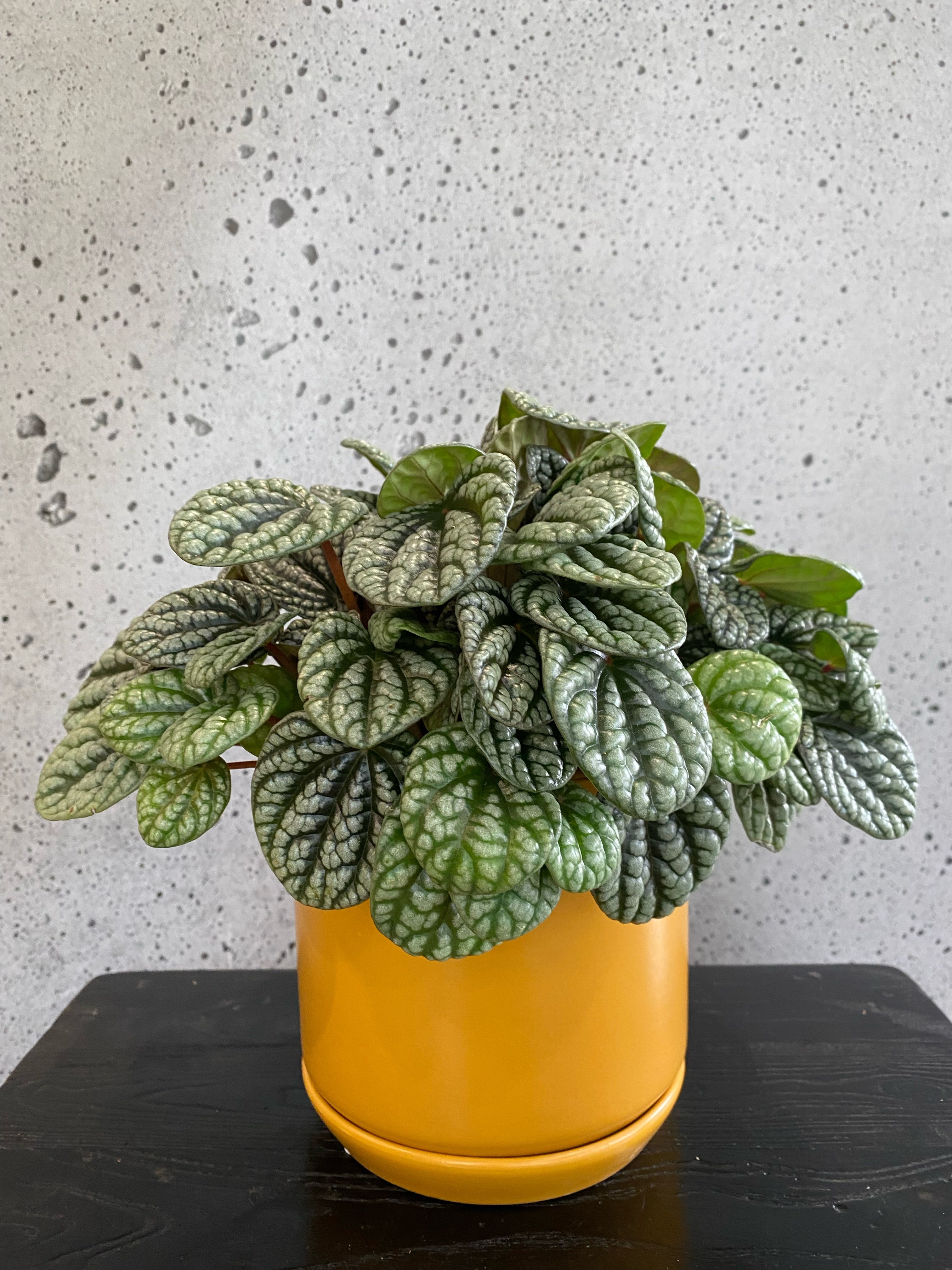 Radiator Plant Set
