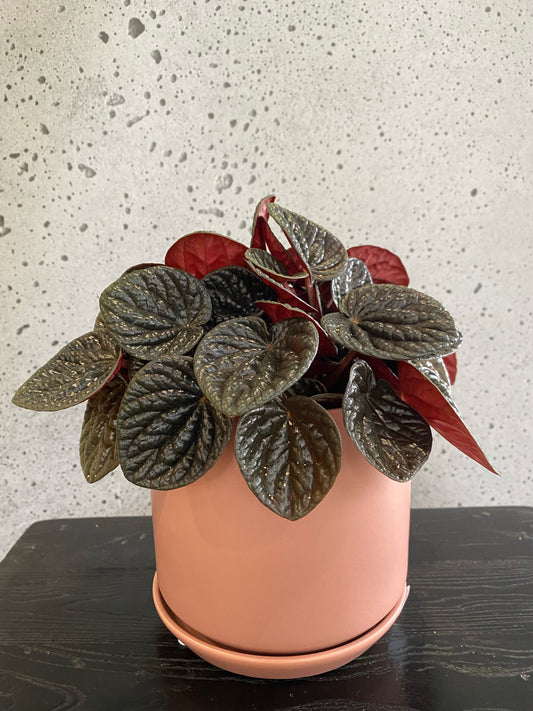 Peperomia Chocolat