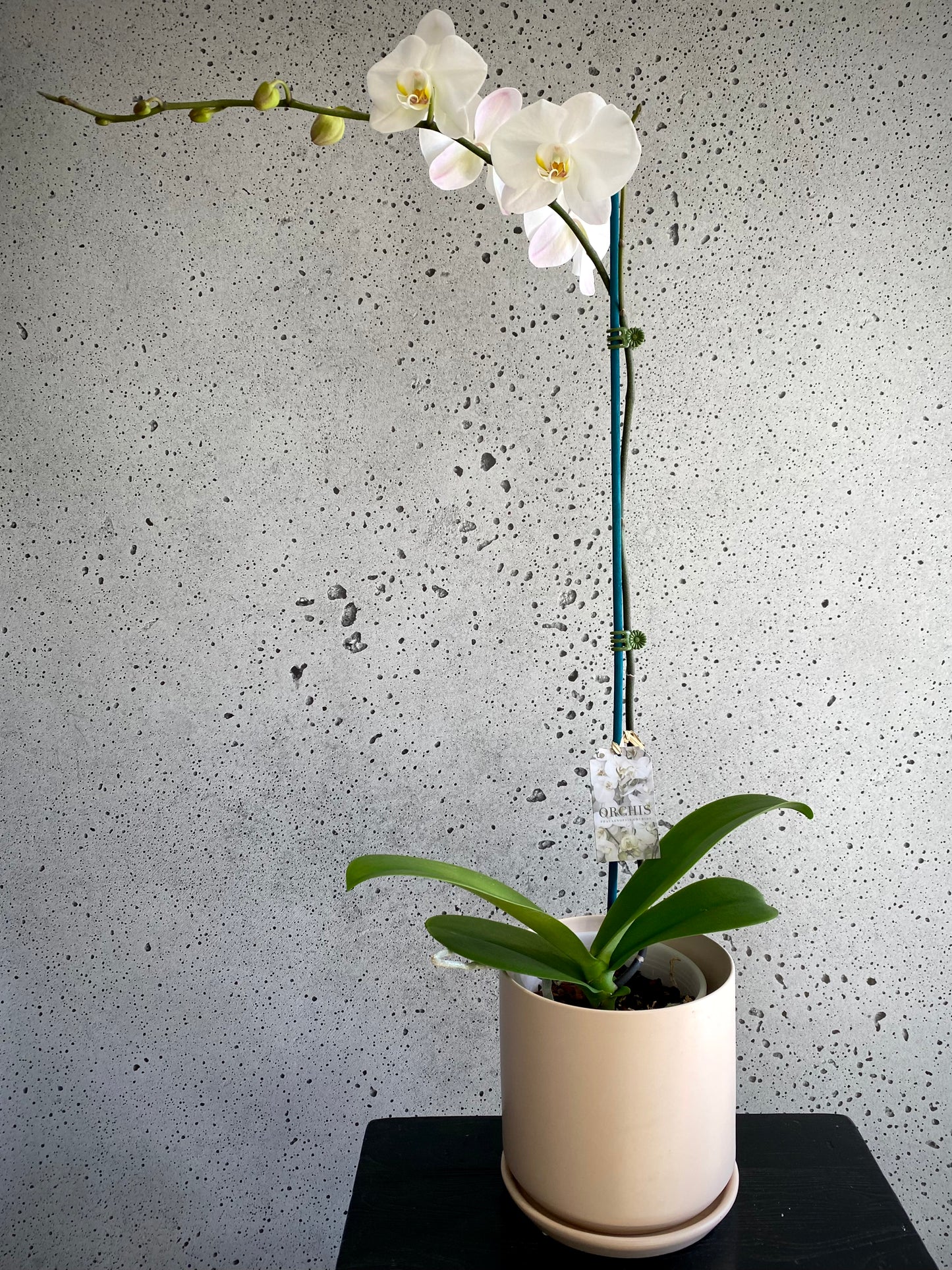 XL Phalaenopsis Orchid White