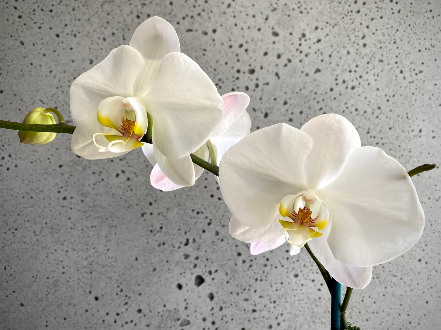 XL Phalaenopsis Orchid White