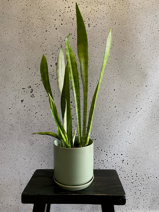 Snake Plant