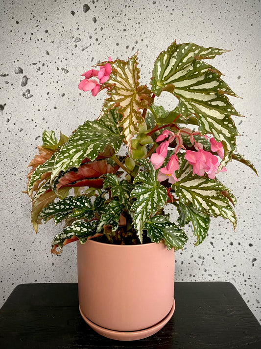 Begonia Bohemian Forest