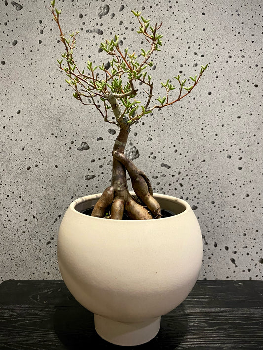 Donkey Fig
