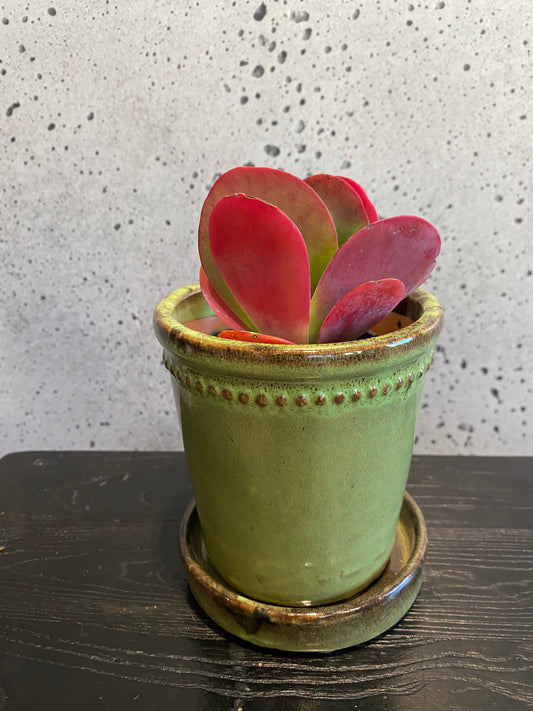 Flapjack Plant Set