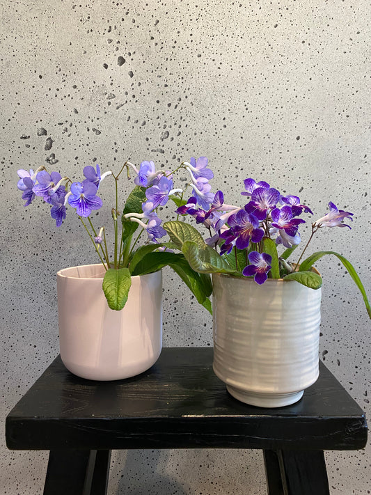 Cape Primrose