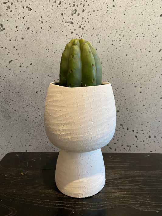 San Pedro Plant Set