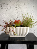 Gretian Plant Set