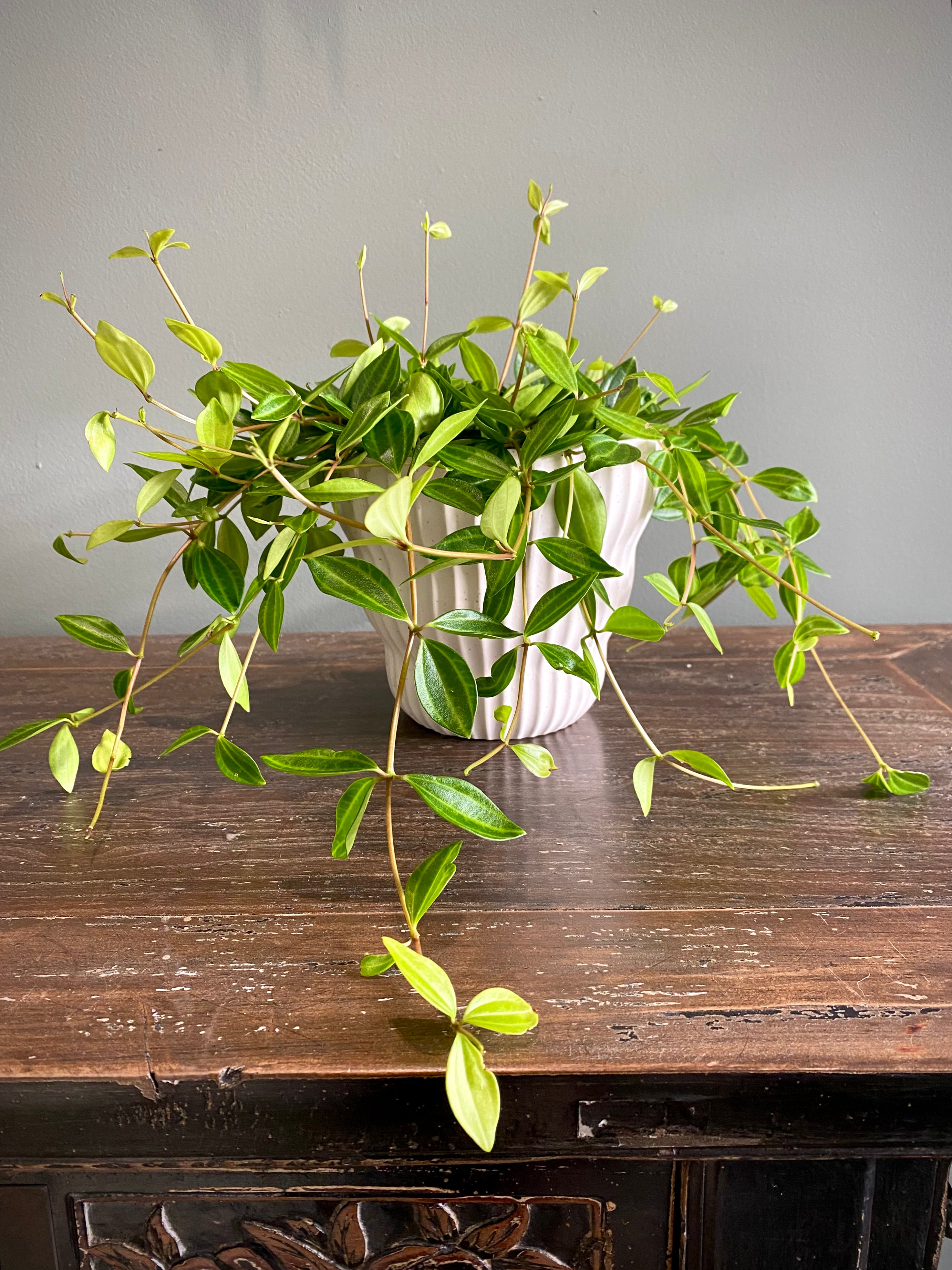 Rocca verde set