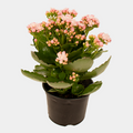 Kalanchoe 12 CM