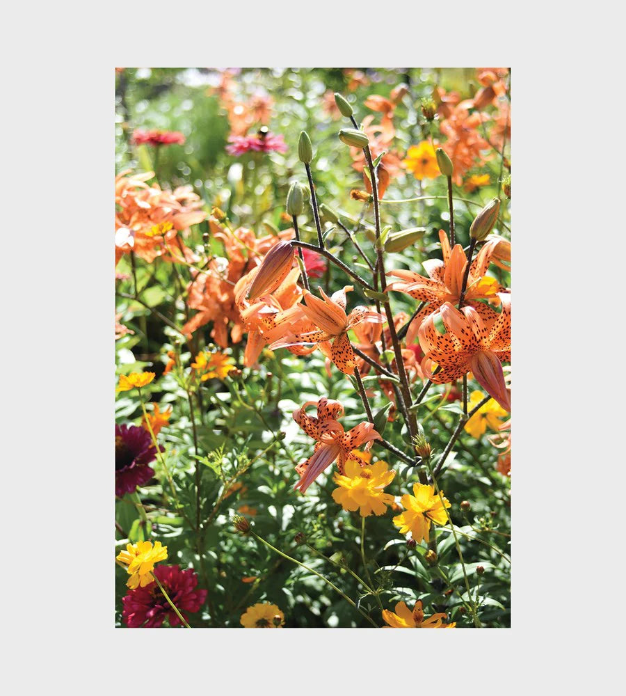 Lettuce 1000 Piece Puzzle Orange Flowers