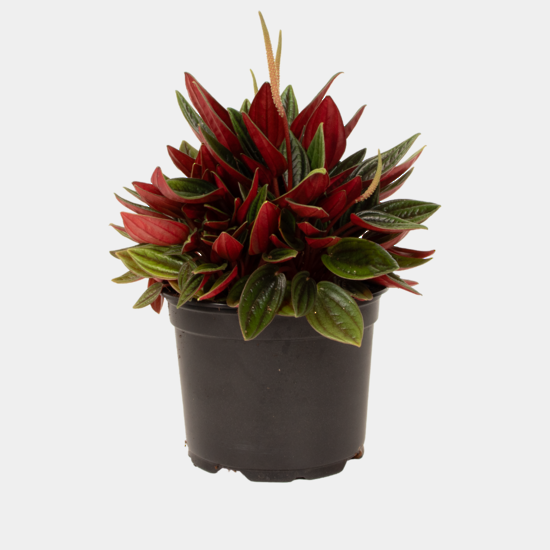 Peperomia Rosso 12 CM