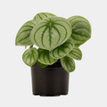 Peperomia Watermelon 14 CM