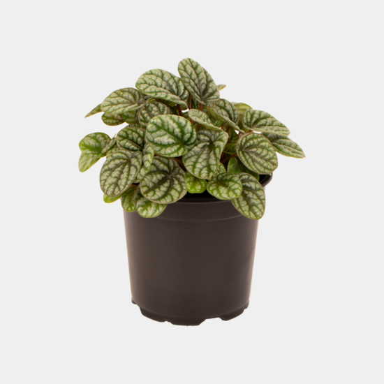 Peperomia Burbella 12 CM