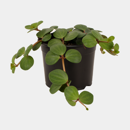 Peperomia Hope 14 CM