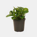Peperomia Obtusifolia 12 CM