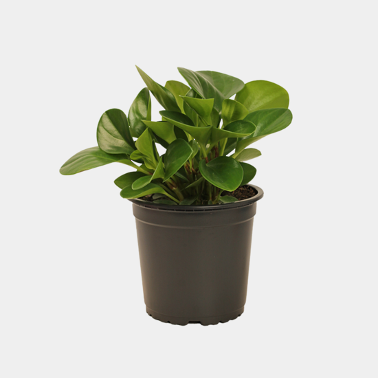 Peperomia Obtusifolia 12 CM