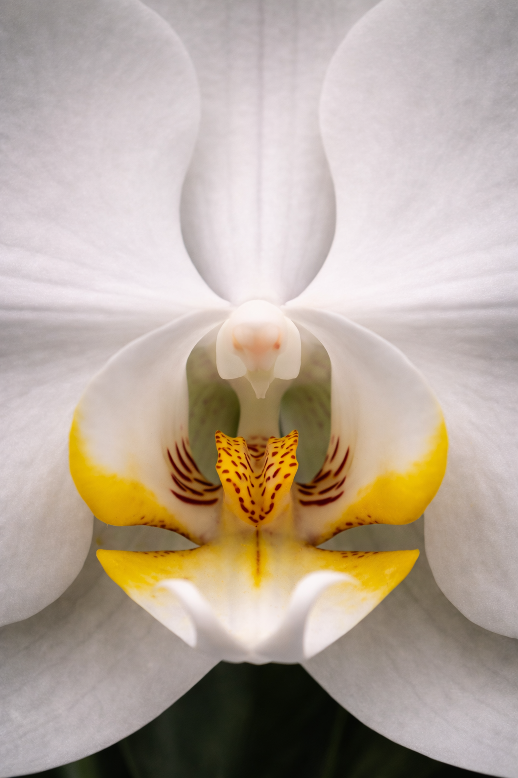 Phalaenopsis Orchid — Elegant Living Gift
