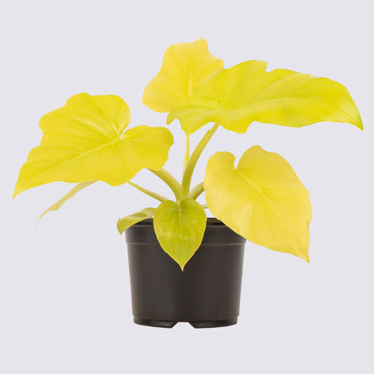 Golden Philodendron