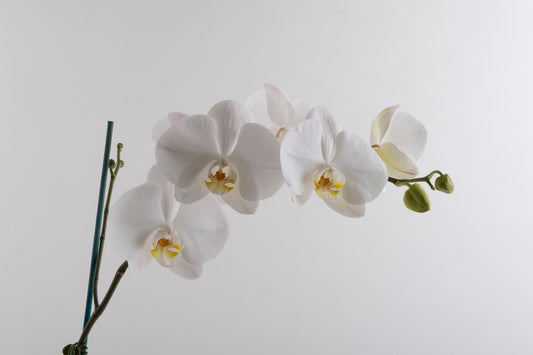 Large Phalaenopsis Orchid White