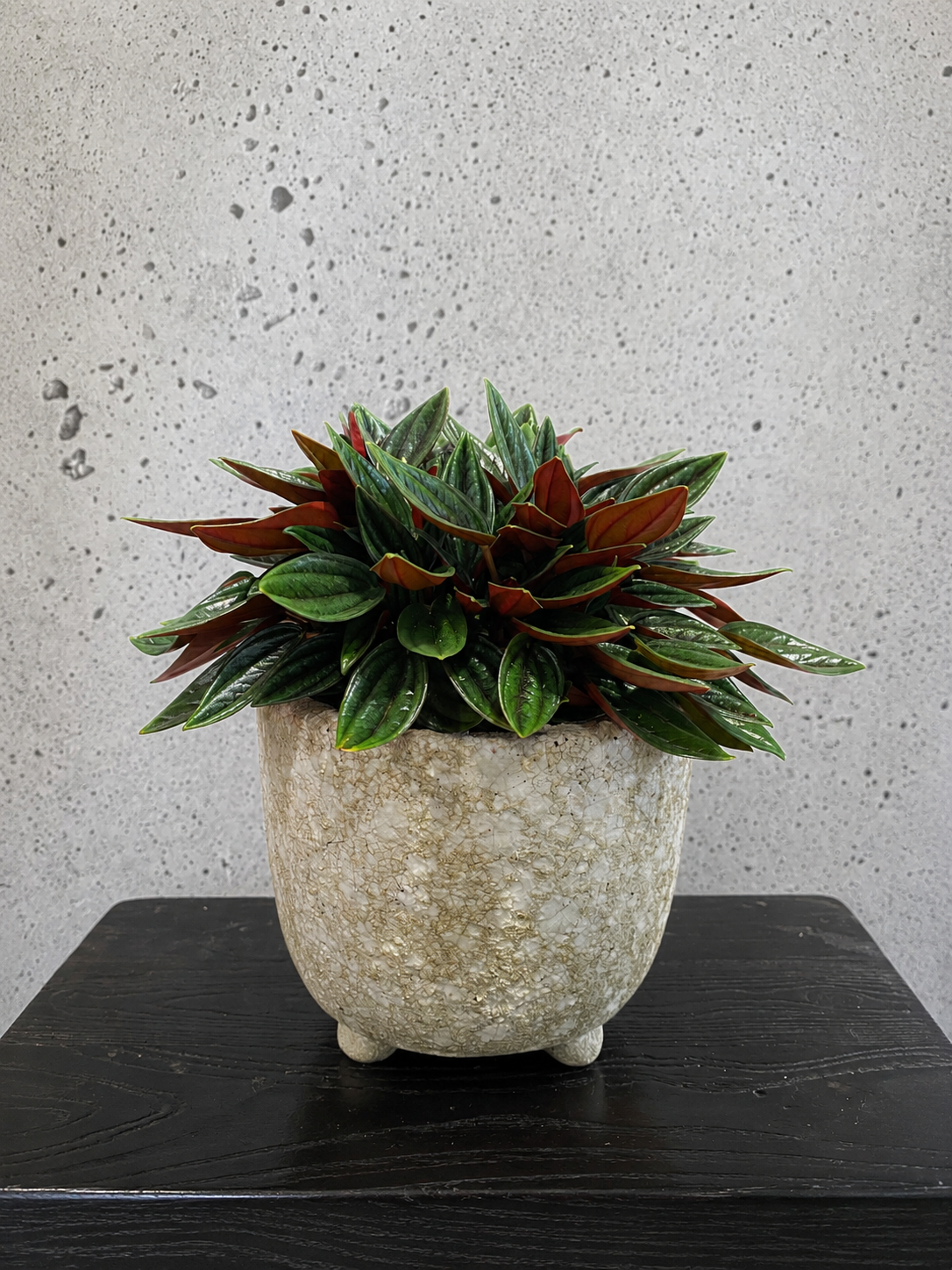 Peperomia Rosso Set