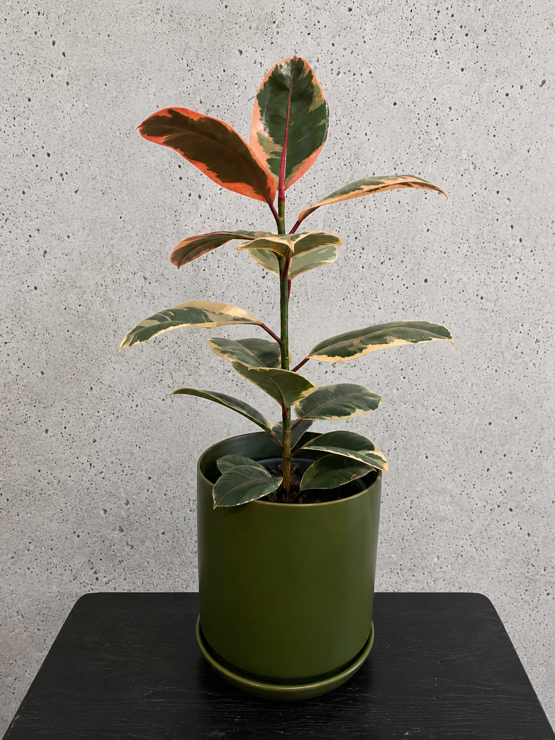 Rubber Plant Set