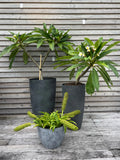 Concrete-look pot
