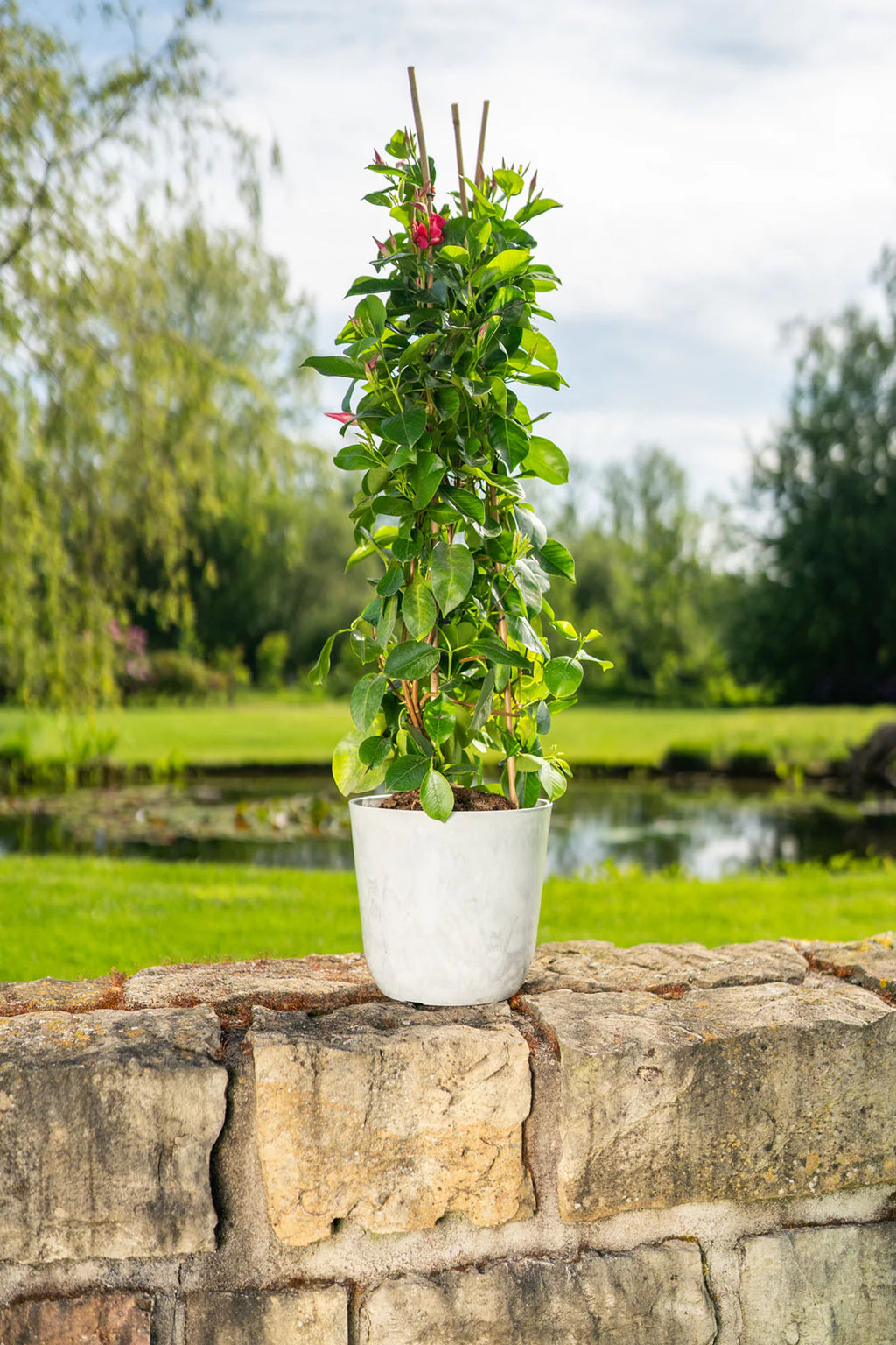 Palemo Pot Large