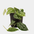 Satin Pothos 12 CM