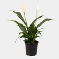 Spathiphyllum Sweet Rocco 12 CM