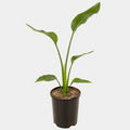 Strelitzia Reginae 16 CM
