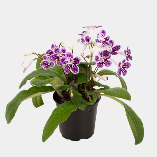Cape Primrose