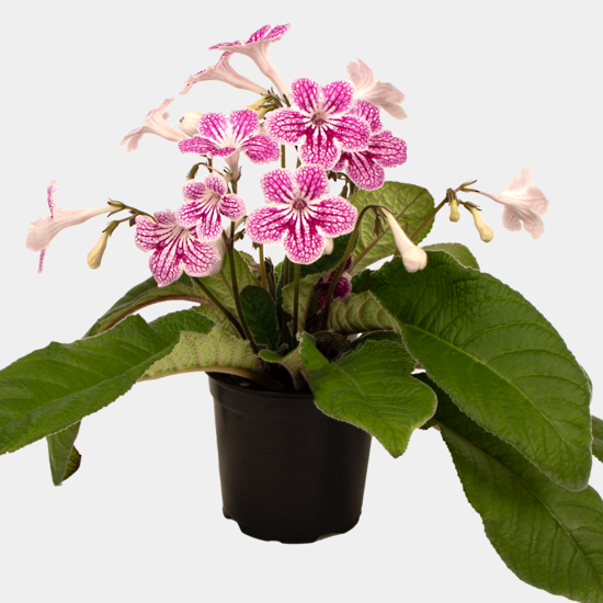 Cape Primrose