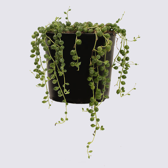 String of pearls house plant