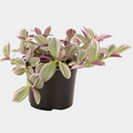 Tradescantia Sweetness 12CM