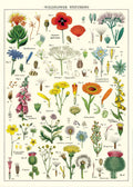 Cavallini Vintage Posters