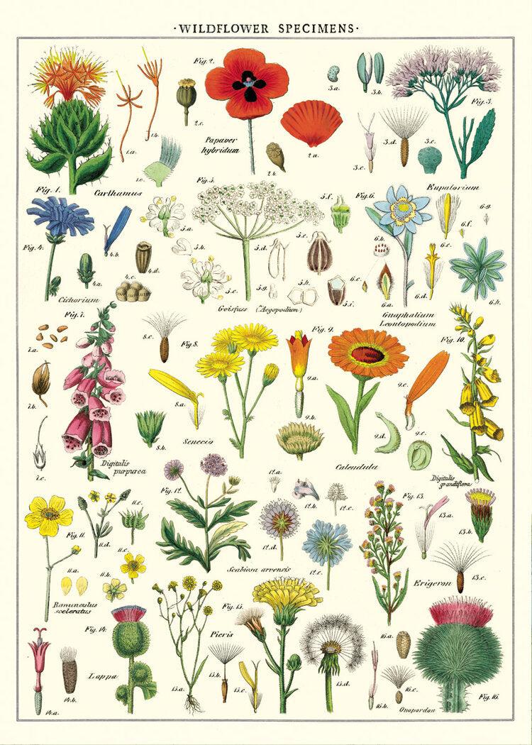 Cavallini Vintage Posters