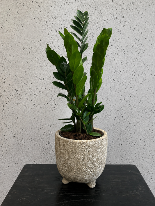 ZZ Plant Set