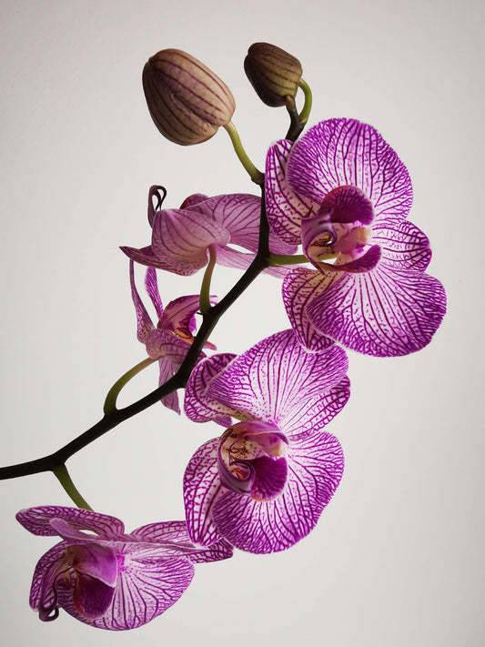 Close up of Purple Moth Orchid House Plant