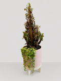African Milk Tree Set