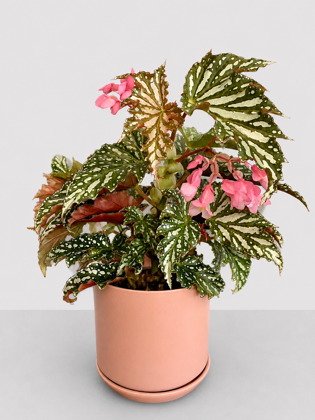 Begonia Bohemian Forest 14 CM