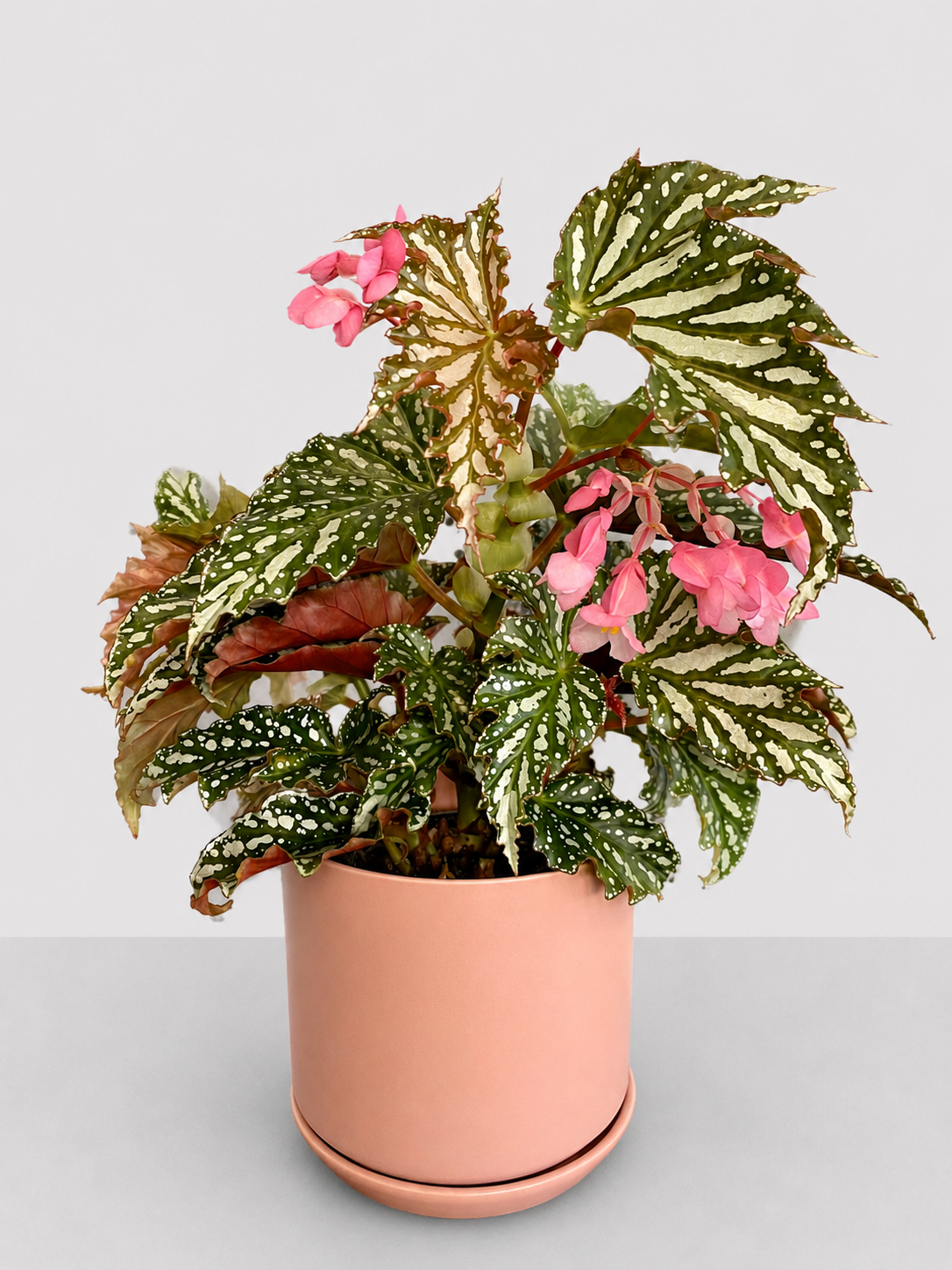 Begonia Bohemian Forest 14 CM