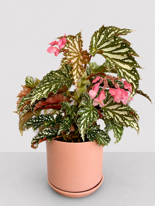 Begonia Bohemian Forest 14 CM