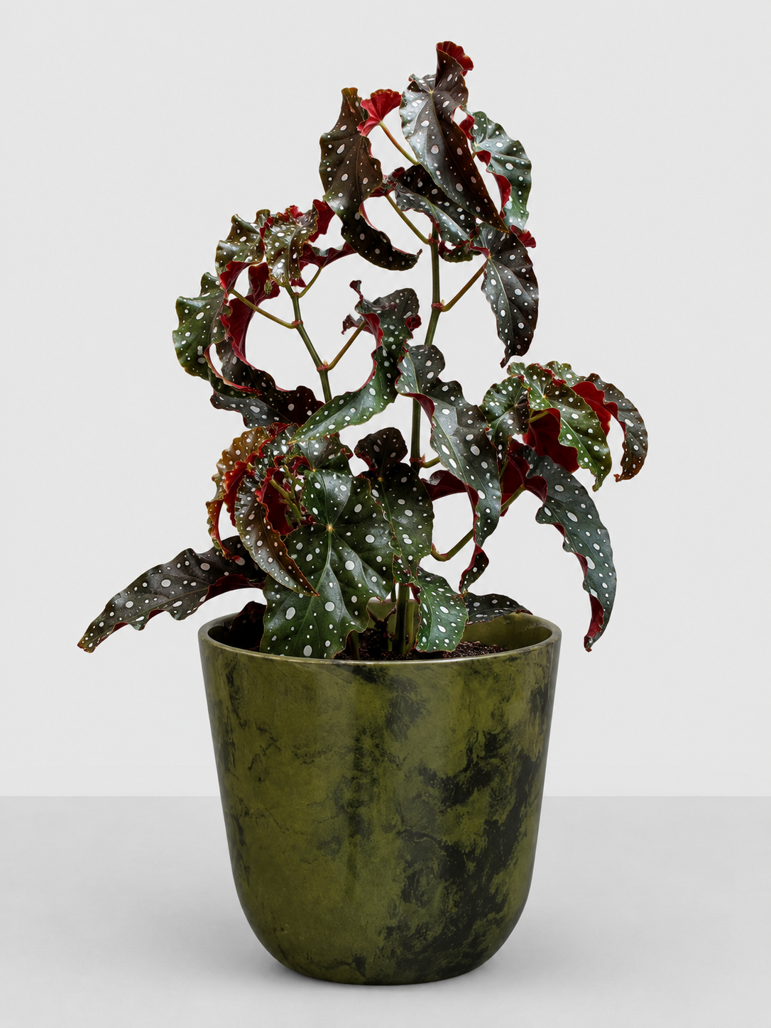 Begonia Black Forest 17 CM