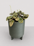 Peperomia Burbella 17 CM