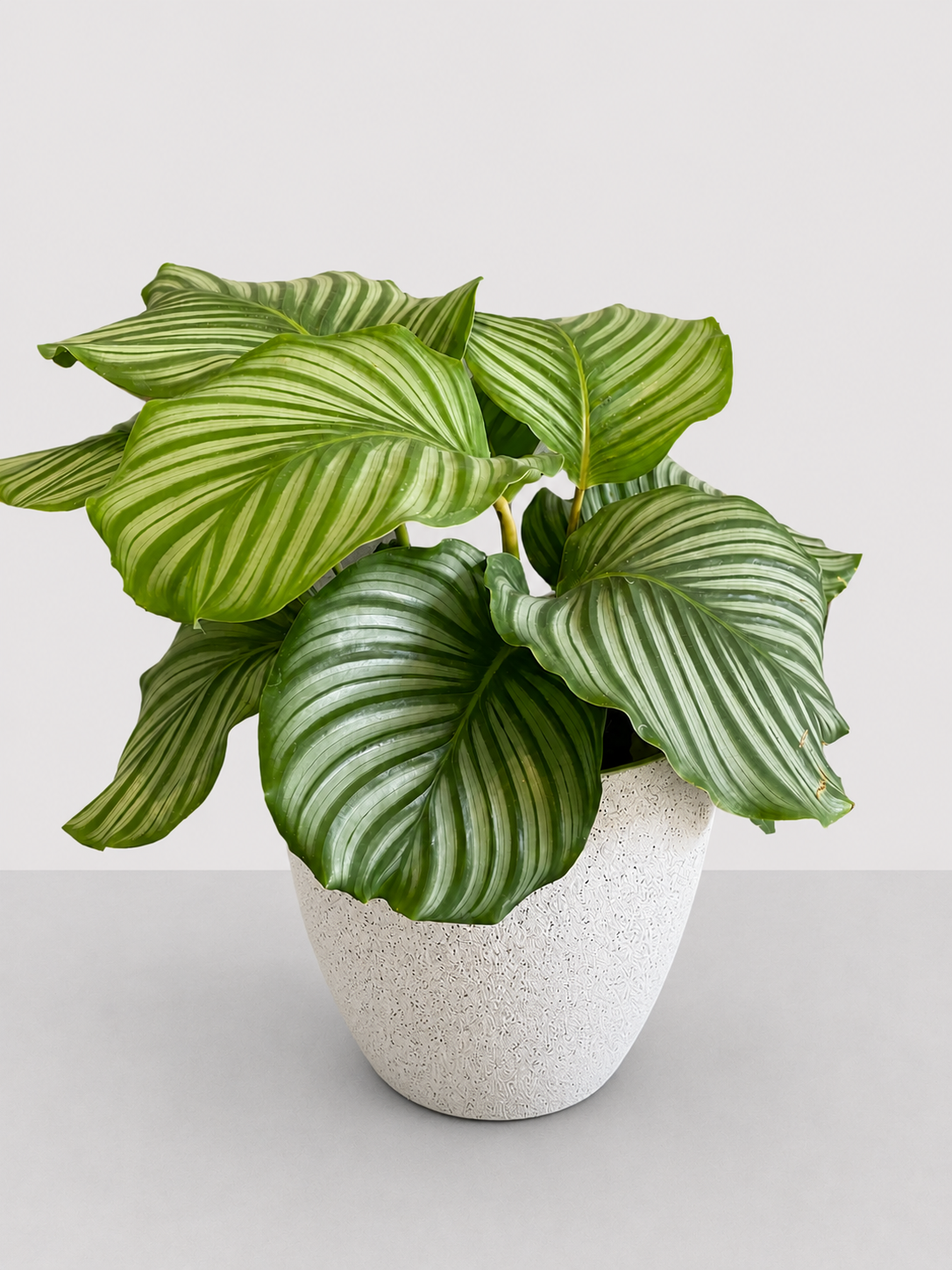 Calathea Orbifolia 14 CM